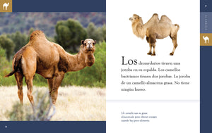 Planeta animal (2022): El camello