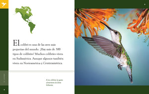 Planeta animal (2022): El colibrí