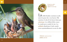 Laden Sie das Bild in den Galerie-Viewer, Planeta animal (2022): El colibrí
