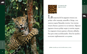 Planeta animal (2022): El jaguar