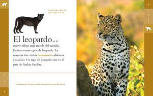 Planeta animal (2022): El leopardo