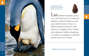 Planeta animal (2022): El pingüino