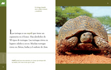 Laden Sie das Bild in den Galerie-Viewer, Planeta animal (2022): La tortuga
