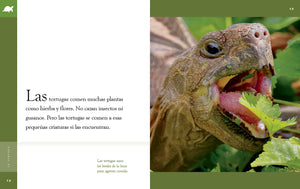 Planeta animal (2022): La tortuga