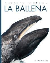 Laden Sie das Bild in den Galerie-Viewer, Planeta animal (2022): La ballena
