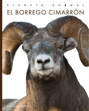Laden Sie das Bild in den Galerie-Viewer, Planeta animal (2022): El borrego cimarrón
