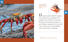 Laden Sie das Bild in den Galerie-Viewer, Planeta-Tier (2022): El cangrejo
