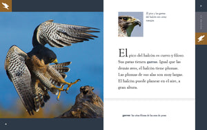 Planeta animal (2022): El halcón