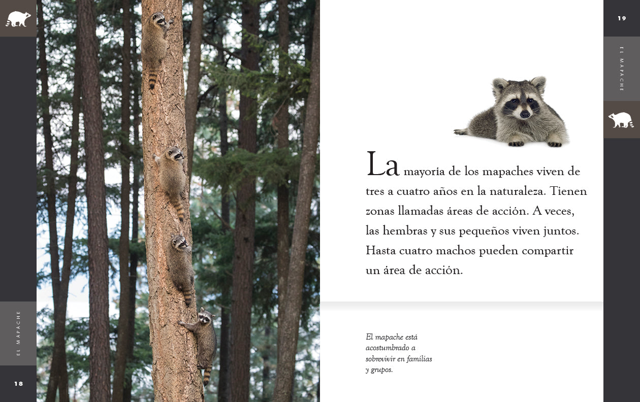 Planeta animal (2022): El mapache – The Creative Company Shop