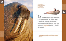 Laden Sie das Bild in den Galerie-Viewer, Planeta-Tier (2022): La morsa
