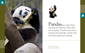 Amazing Animals (2014): Pandas