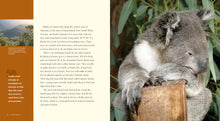 Laden Sie das Bild in den Galerie-Viewer, Living Wild - Classic Edition: Koalas
