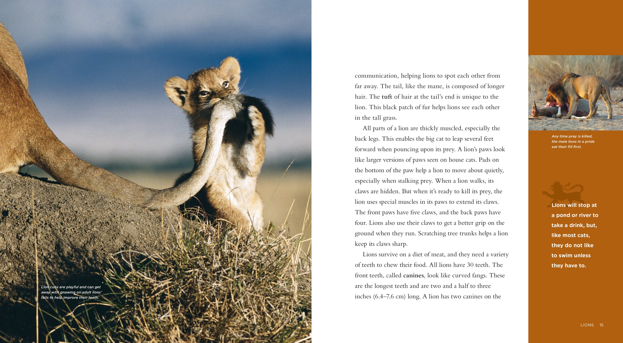 Lions – The Creative Company