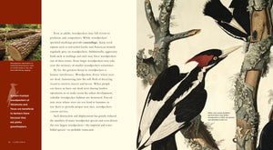 Living Wild - Classic Edition: Woodpeckers