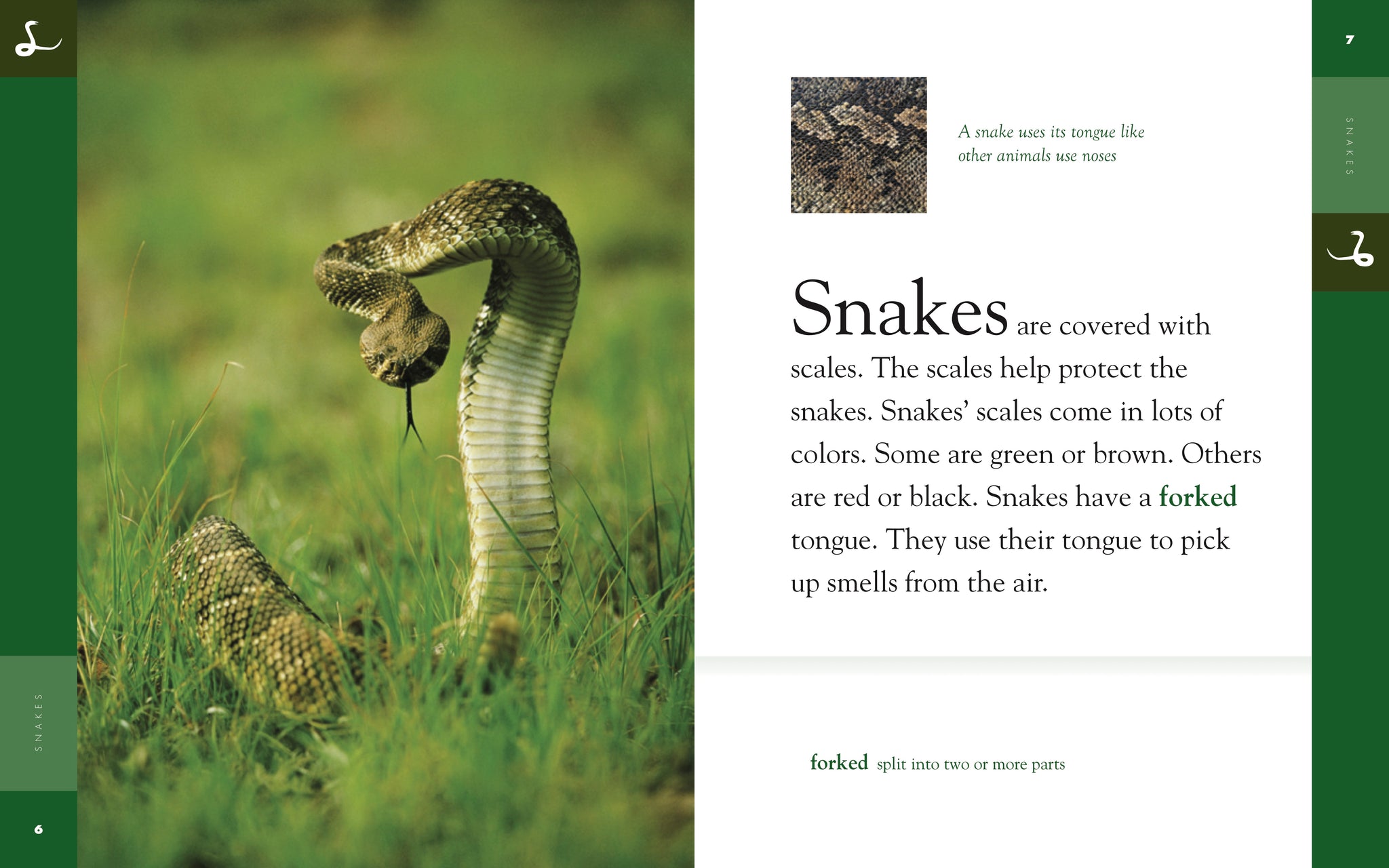 洋書THE MINI-ATLAS OF SNAKES アトラス　ヘビ SnakesClassic2_2048x.jpg?v=