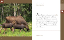 Laden Sie das Bild in den Galerie-Viewer, Amazing Animals (2014): Elch
