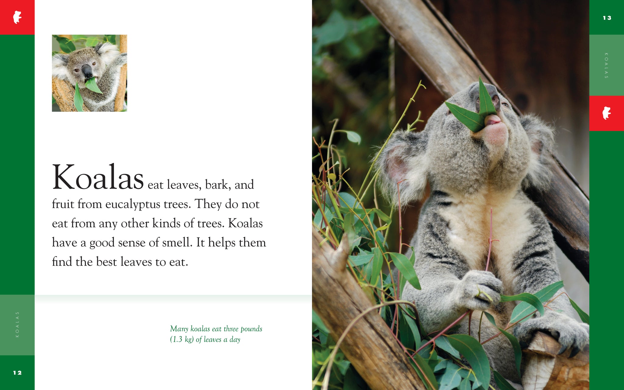 Amazing Animals (2014): Koalas – The Creative Company