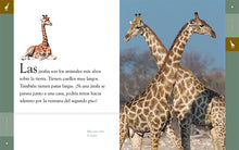 Laden Sie das Bild in den Galerie-Viewer, Planeta animal (2022): La jirafa
