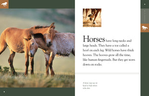 Amazing Animals (2014): Wild Horses
