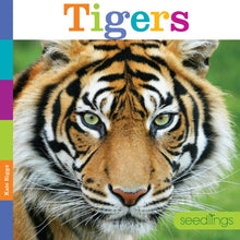 Laden Sie das Bild in den Galerie-Viewer, Sämlinge: Tiger
