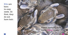 Laden Sie das Bild in den Galerie-Viewer, Sämlinge: Kaninchen
