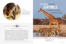 Laden Sie das Bild in den Galerie-Viewer, Die Natur im Rampenlicht: Giraffe
