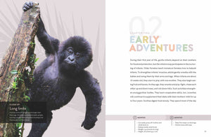 Spotlight on Nature: Gorilla