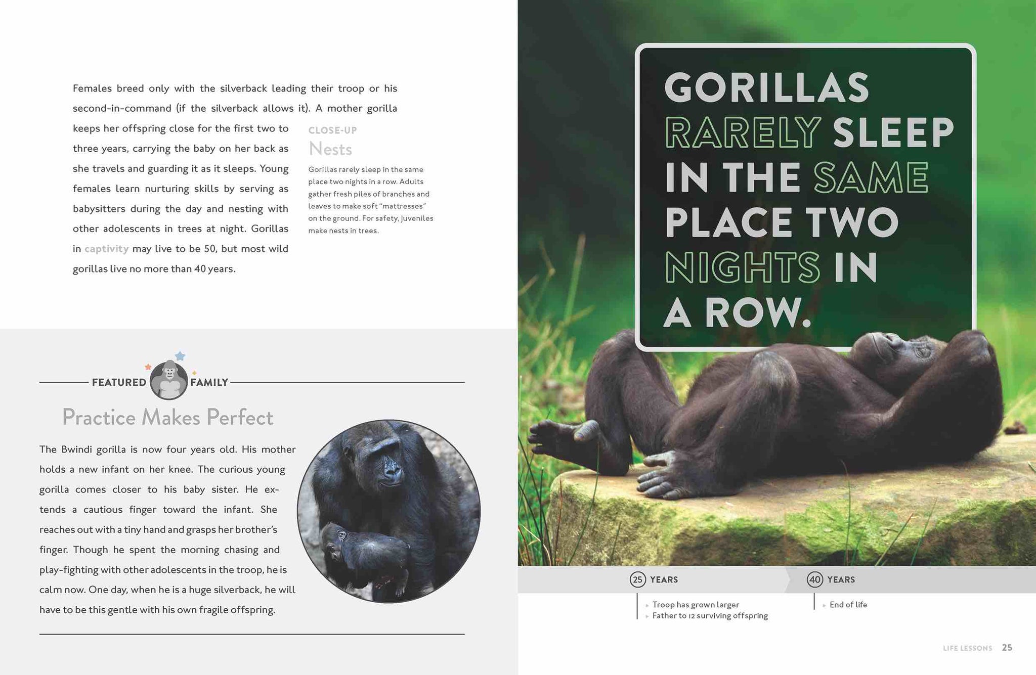 Gorilla – The Creative Company Shop
