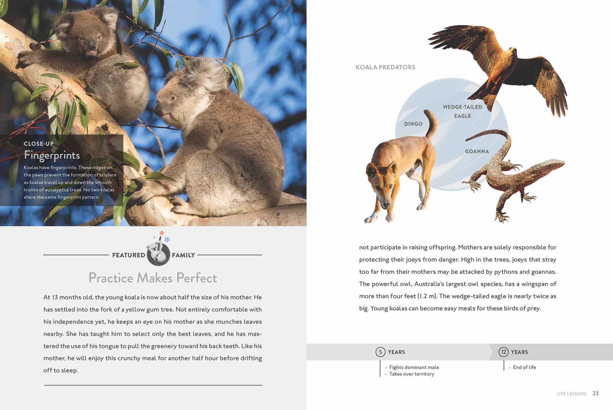 その他 THE KOALA: A Natural History Koala: A Natural History and an Uncertain Future (Science on