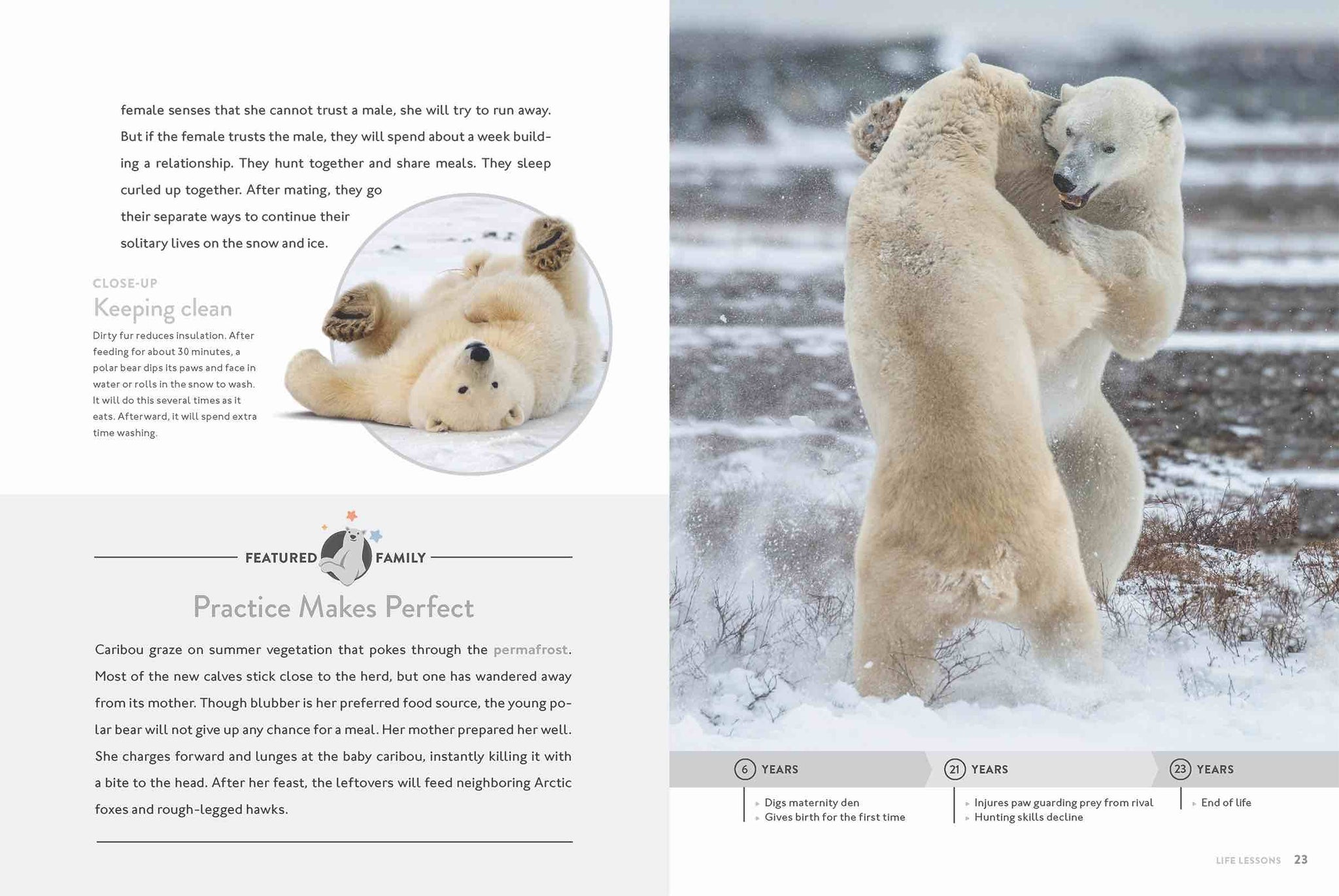 Polar Bear – The Creative Company